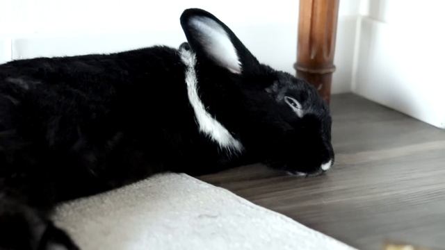12 Things Rabbits Love the Most! смотреть онлайн
