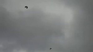 Серпастые голуби ст.Егорлыкская