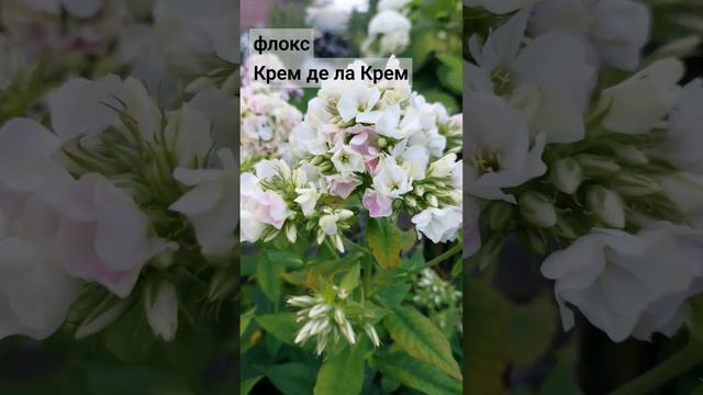Узнаёте? Флокс Крем де ла Крем (Creme De La Creme)
