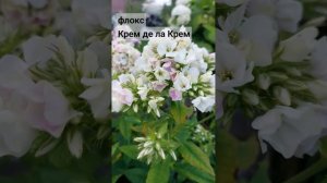Узнаёте? Флокс Крем де ла Крем (Creme de la Creme)