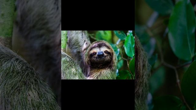 Ошейниковый ленивец