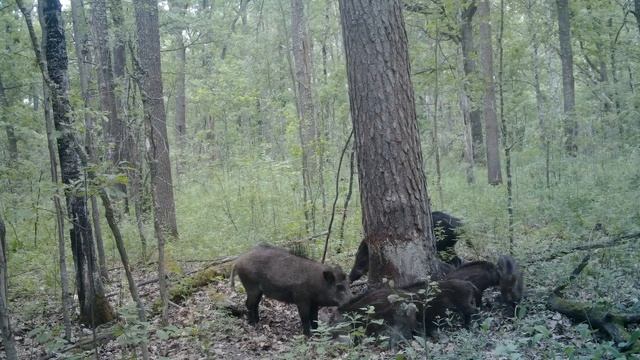 О чем хрюкает кабан? смотреть онлайн