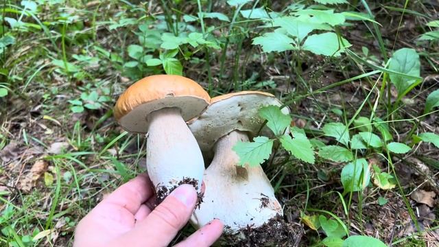 ЕЛОВЫЕ БЕЛЫЕ ГРИБЫ ПОШЛИ ! Ура товарищи ! смотреть онлайн