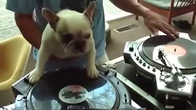 Смешные животные танец смотреть онлайн