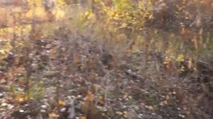 Развалины пионерского лагеря Алые паруса