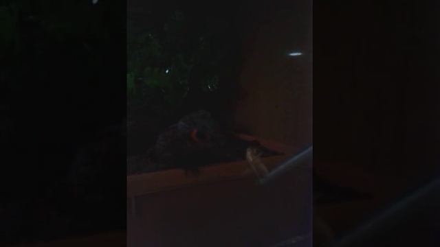 Tribolonotus gracilis (red eyed crocodile skink) смотреть онлайн