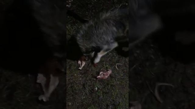 Ночные бдения. Кормлю брошенных "дачников". смотреть онлайн