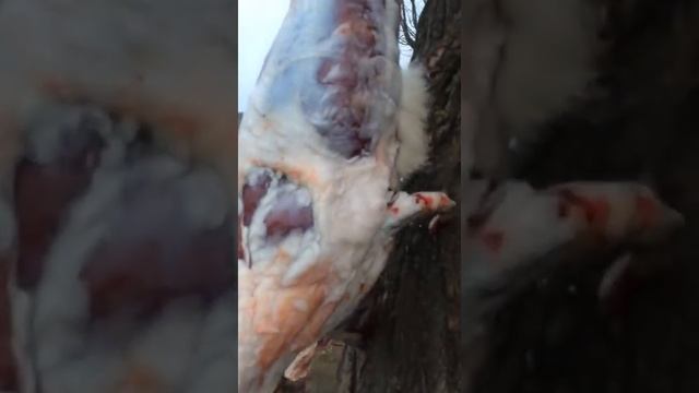 охота на волков. разделка волка смотреть онлайн