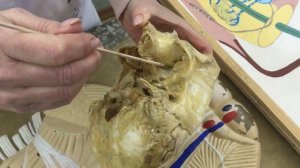 V пара черепно-мозговых нервов. Тройничный нерв.