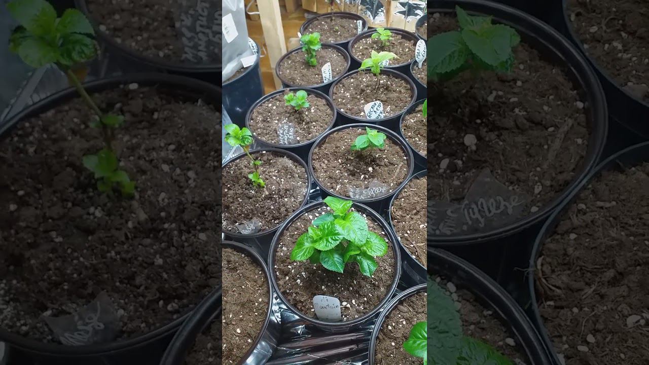 ГОРТЕНЗИИ ВЫХОДЯТ ИЗ ПОДПОЛЬЯ...#крупнолистныегортензии #саженцыгортензий #купитьсаженцыгортензий смотреть онлайн