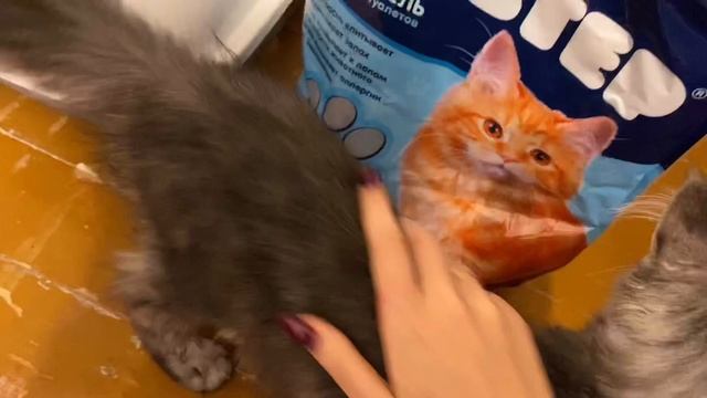 В нашем доме поселился замечательный Мейн-кун смотреть онлайн