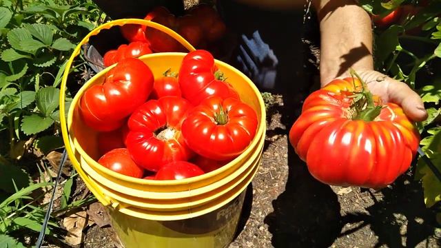 TOMATE RÉCORD Y TOMATES DE COLGAR