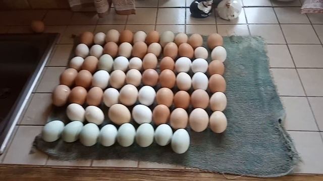 Мыть ли яйца перед закладкой в инкубатор. смотреть онлайн