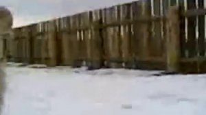 Боря, кончай!   Боевой Баран Борис Combat sheep