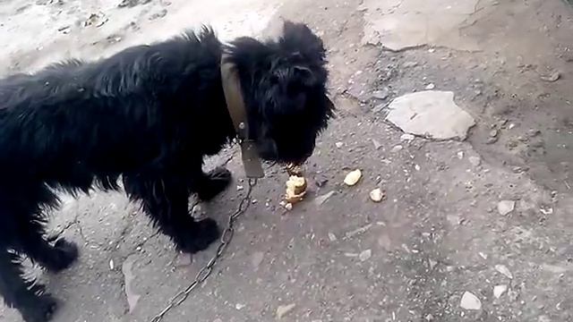 Собака жрёт сырую картошку. Смотреть до конца. Жесть. смотреть онлайн