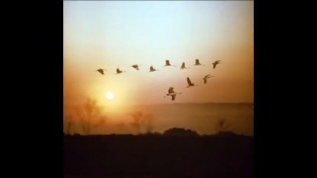 ЛИ БО.avi смотреть онлайн