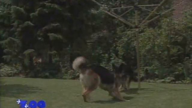 Немецкая овчарка смотреть онлайн