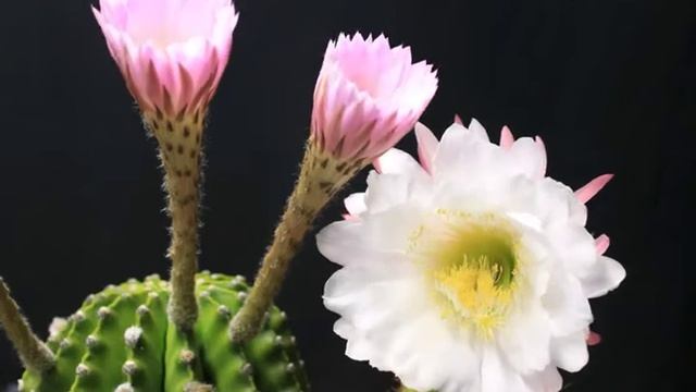 echinopsis flower time lapse (big bertha and oxygona) смотреть онлайн