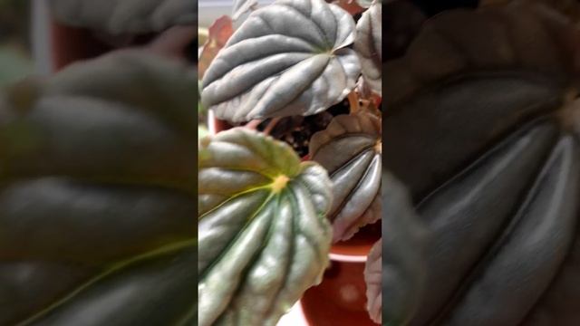 Необычная пеперомия ❤️?peperomia смотреть онлайн