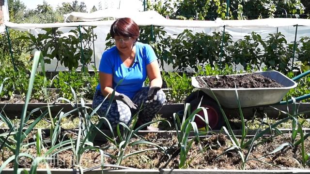 Выращиваем крупный ЛУК-ПОРЕЙ смотреть онлайн