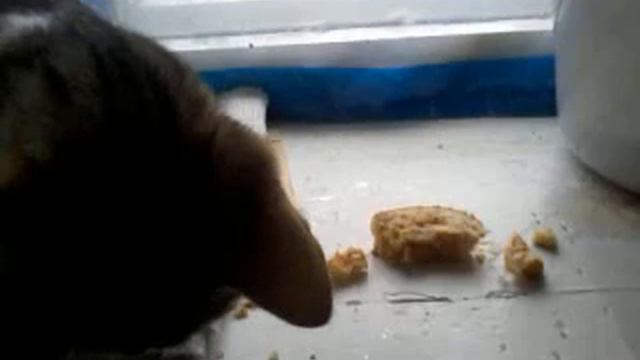 кот ест рулет (Cat eat cake).mp4 смотреть онлайн