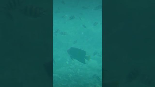 плавание море рыбы balik spa relax смотреть онлайн