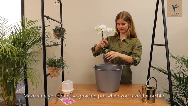 How to water your orchid - tips from Kolibri Company смотреть онлайн