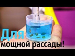 Будете удивлены тому в чем агрономы замачивают семена перед посадкой. В чем замочить семена?
