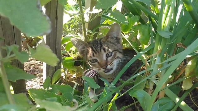 ИГРА НА ДАЧЕ/КОШКА И КОТЯТА/САМОЕД АЙША И КОТЕНОК смотреть онлайн