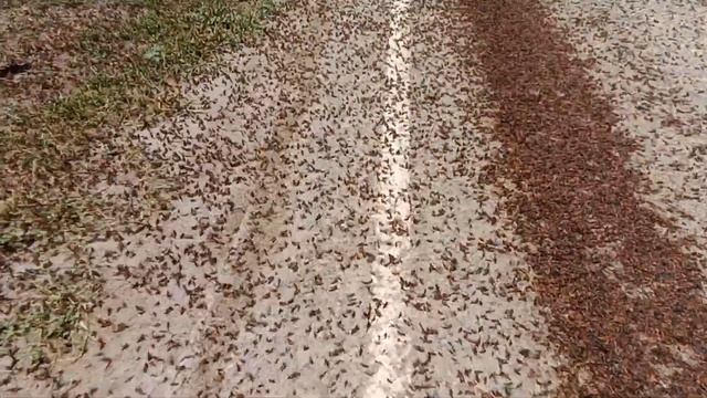 Саранча - опасность на дороге...! смотреть онлайн