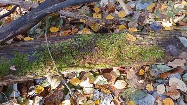 Тихая Охота :-) #Белогорье #Опята Дубовые .) смотреть онлайн