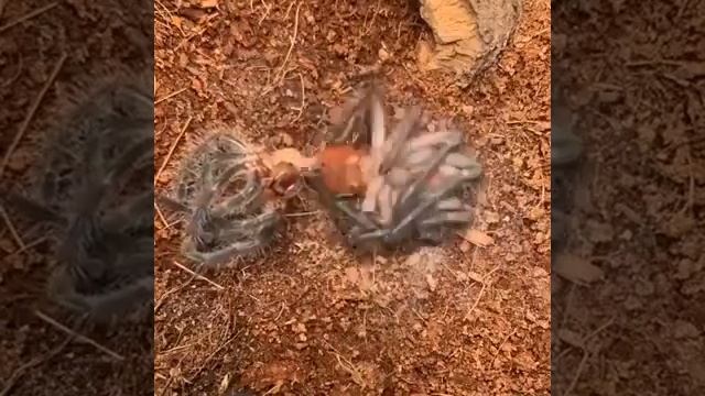 Паук сбрасывает кожу. Страшный паук смотреть онлайн