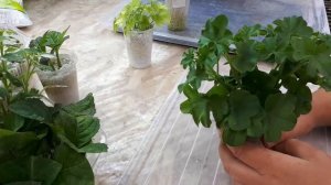 Перлит как субстрат для укоренения. Мой опыт. 01.06.20