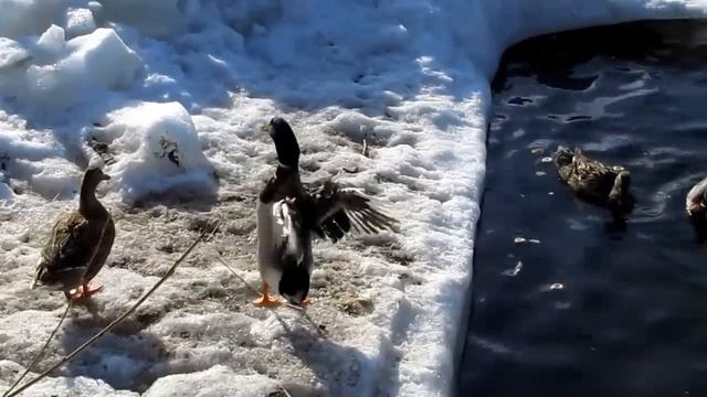 Драка селезней за самку /с комментариями/ :) смотреть онлайн
