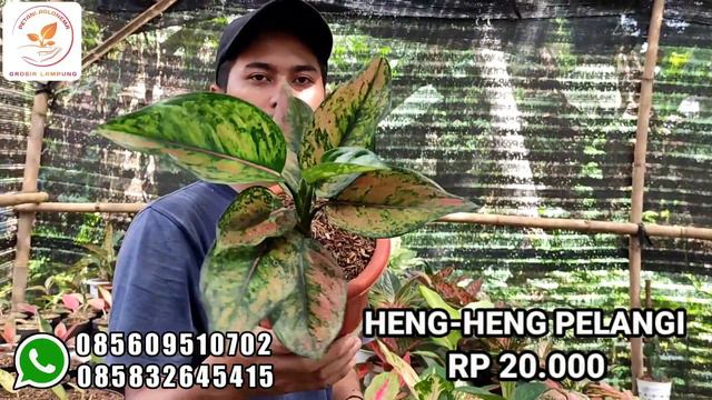 OBRAL AGLONEMA TERBARU HARGA MURAH MERIAH | STOK TERBARU смотреть онлайн
