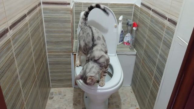 Кот на унитазе. Очередь в туалет :)