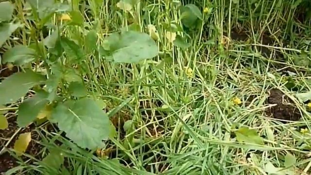 Активные роторы к мотоблоку своими руками. смотреть онлайн