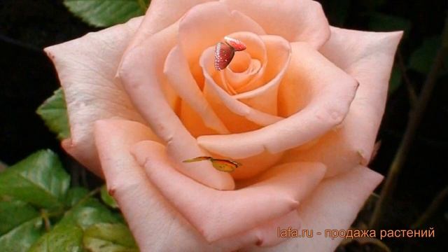 Роза чайно-гибридная Ангажемент (engagement) ? Ангажемент обзор: как сажать, саженцы розы Ангажемен смотреть онлайн