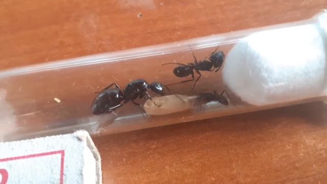 Подкинул кокон колонии + Реакция муравьёв | Муравьи в пробирках смотреть онлайн