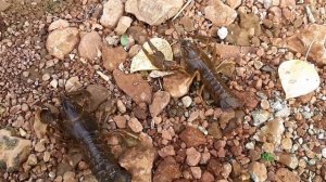 Как отличить САМКУ от САМЦА речного РАКА?