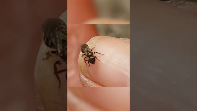 Что будет если эти пчелы увидят твои слёзы смотреть онлайн