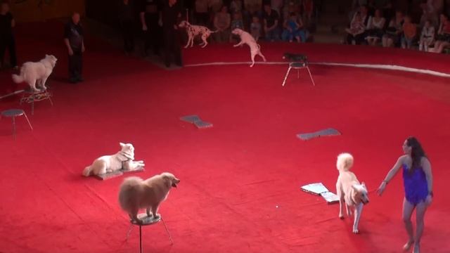 Circus. The Show Dogs. Цирк. Смотреть Шоу собак.