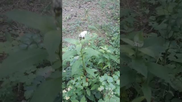 Сон шмелей смотреть онлайн