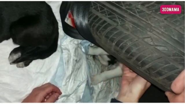 + 7 спасённых жизней | Встречи бездомных животных с хозяевами смотреть онлайн