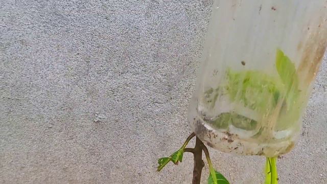 Rice 1 tablespoon for any grafting and it grows very thick, short and stacked / Agri CAMBO смотреть онлайн