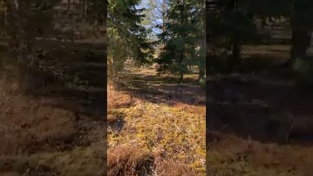 Умиротворение в лесу смотреть онлайн
