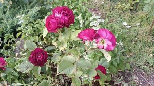 Леа Меж роза и Ред Пиано