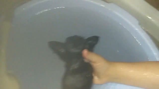 Купаем котят. Котята не боятся воды. смотреть онлайн