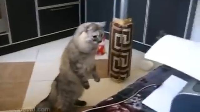 Кот и принтер смотреть онлайн