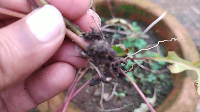 मरते हुए जरबेरा को कैसे बचाएं 🌻 How to Save a Dying Gerbera flower plant смотреть онлайн